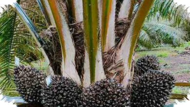 Bio-CBG Dari Limbah Sawit Makin Digenjot, PalmCo Dan BRIN Siapkan Pengganti LPG」