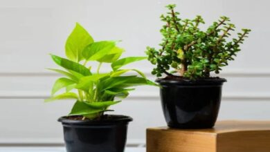 Rumah Lebih Tenang Dengan 6 Tanaman Minimalis Yang Juga Dipercaya Membawa Hoki