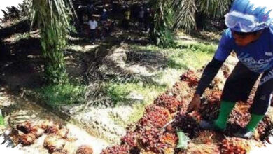 Petani Sawit Swadaya Paling Tertekan, PalmCo Dijagokan Menahan Harga TBS yang Goyah