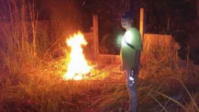 BBKSDA Riau Bergerak Cepat Hadapi 11 Gajah Liar Dekat Kebun Warga Rumbai, Siaga Malam Diperketat