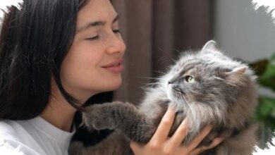 Kucing Bisa Membantu Tubuh Lebih Tenang, Dari Stres Turun hingga Tekanan Darah Terjaga