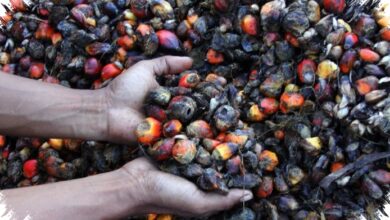 Harga TBS Dijaga Ketat Di Ketapang, Pabrik Sawit Nakal Terancam Dicabut Izinnya