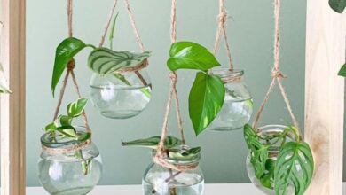 Ruang Mungil Tetap Lega dengan Tanaman Vas Air Minimalis, Rapi, Modern, dan Mudah Dirawat