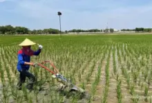 Satu Sisi Cerah, Sisi Lain Berkabut, Jawa Timur Dihadapkan Suhu Dari 16 Hingga 34°C