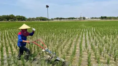 Satu Sisi Cerah, Sisi Lain Berkabut, Jawa Timur Dihadapkan Suhu Dari 16 Hingga 34°C