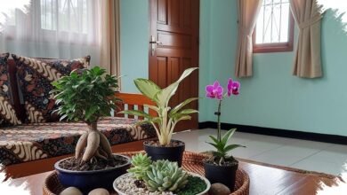 Meja Tamu Tetap Lega, 8 Tanaman Hias Mini Ini Bikin Ruang Tamu Sempit Terasa Hidup
