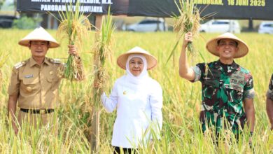 Produksi Padi Jatim Melonjak Ke 7,71 Juta Ton, Posisi Lumbung Nasional Kian Kokoh