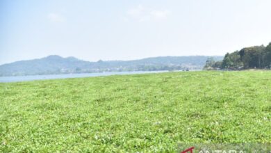 Eceng Gondok Kian Meluas Di Waduk Darma, Kuningan Libatkan Warga Dan Instansi Terkait