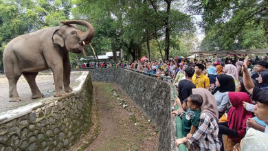 Jaga Anak Tetap Aman Saat Berwisata Satwa, Ragunan Jadi Pengingat Pentingnya Disiplin