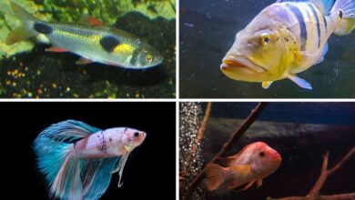 Ciklid, Tiger Barb, Cupang Jantan, dan Channa, Empat Ikan Cantik yang Mudah Memicu Konflik di Akuarium