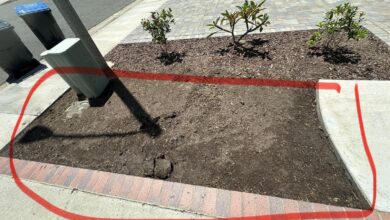 10 Pohon Buah yang Tetap Produktif di Halaman Cor Beton, dari Jeruk sampai Mangga Kerdil