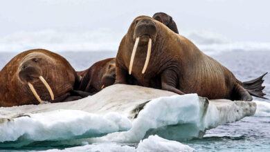 Di Balik Gading Panjangnya, Walrus Ternyata Bertahan Lewat Lemak Tebal dan Kumis Sensitif