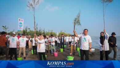 Jateng Gerakkan 92.290 Bibit Pesisir Serentak, Tirang Jadi Titik Awal Lawan Rob dan Abrasi