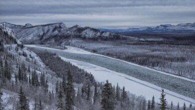 Di Balik Sungai Yukon Yang Sunyi, Ada Jalur Emas Lama Dan Migrasi Salmon Terpanjang Dunia