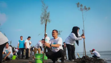 Aksi Serentak di Pesisir Jateng, 92.290 Bibit Menguatkan Penahan Abrasi Alamiah