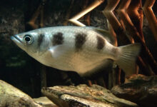 Akurasi Archerfish Bukan Kebetulan, Mulut Khusus Dan Hitungan Cepat Jadi Kuncinya