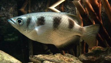 Akurasi Archerfish Bukan Kebetulan, Mulut Khusus Dan Hitungan Cepat Jadi Kuncinya
