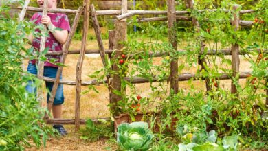 Pagar Rumah Tak Lagi Sekadar Pembatas, Ubah Jadi Kebun Sayur Mini yang Rapi dan Produktif