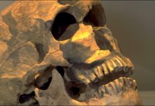 Temuan Fosil Xujiayao Guncang Klasifikasi Manusia Purba, Homo Juluensis Muncul Sebagai Cabang Baru