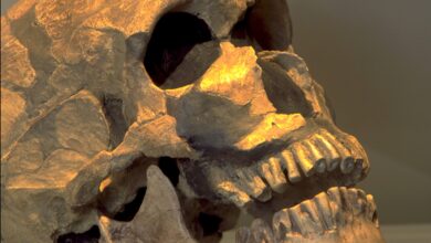 Temuan Fosil Xujiayao Guncang Klasifikasi Manusia Purba, Homo Juluensis Muncul Sebagai Cabang Baru