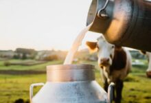 Nutrisi Susu Tak Terbentuk Sendiri, Kerja Panjang Peternak Menjaganya Hingga Ke Meja Minum