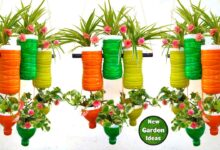 Kebun Gantung Dari Barang Bekas Jadi Solusi Lahan Sempit, Tanaman Lebih Tinggi Dan Sulit Dijangkau Tikus